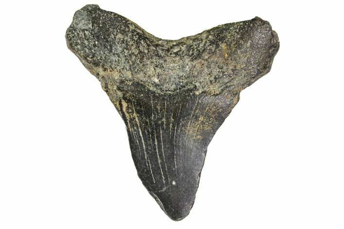 Bargain, Juvenile Megalodon Tooth - Georgia #163321